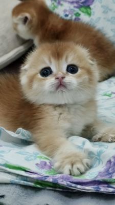 Продаётся чистокровная шотландский мальчик скоттиш фолд
