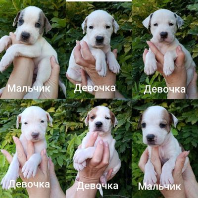 Ищут дом щенки питбуля(помесь)