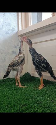 Dakan jojala sotiladi