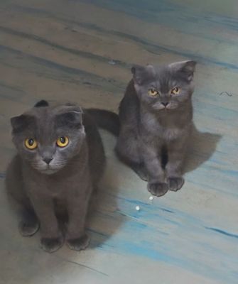 Scottish Fold mushukchalar sotiladi