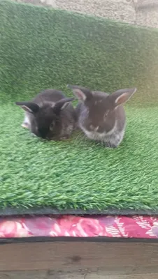 Quyonchalar sotiladi,karlik baran,2 ta