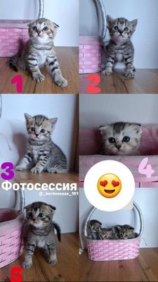 Британские котята.