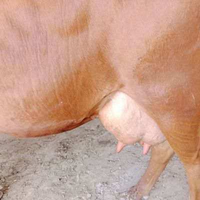 Ona bola sigir sotiladi yeb ichishi zoʻr 2chi qorin
