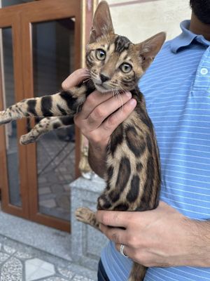 Чистокровный бенгальский кот 3 мес. Мальчик. Послушный, игривый.