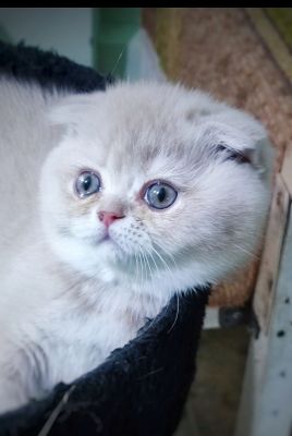Котята шотландские