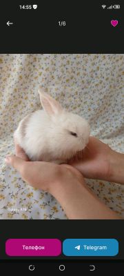 зайчик