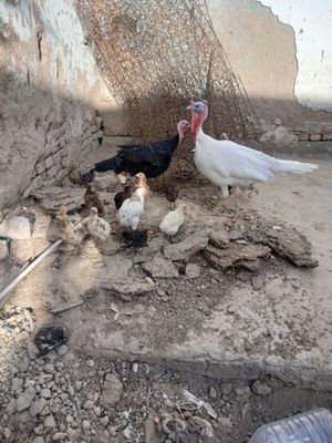 Сотилади индуклар кораси боласибилан Оки еркак
