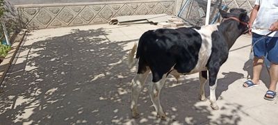 Buzoq sotiladi arzonga