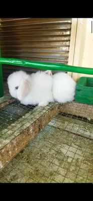 1oylik quyon sotiladi sogʻlom
