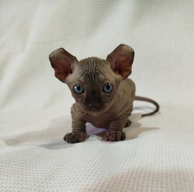Котята эльф и бамбино