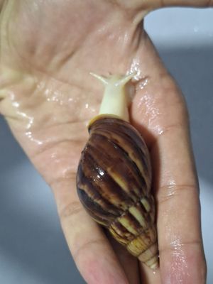 Ulitka fulika reticulatalar gigant zotlari