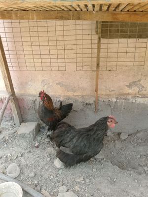 японча хороз товук