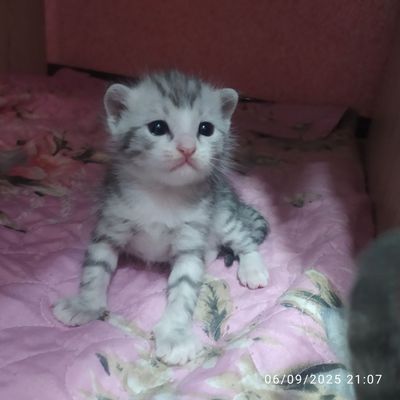 Mishukchalar sotiladi