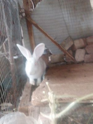 Quyon sotiladi 5 oylik