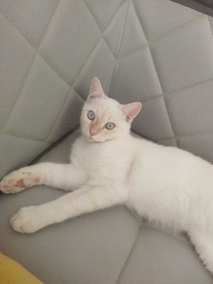 Продаётся кот $120