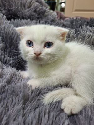 Britanski Scottish fold mushukchalari sotiladi mushukchalar rangi opoq