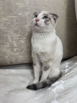 Scottish Fold mushugi — Molli (to’liq jihozlari bilan)