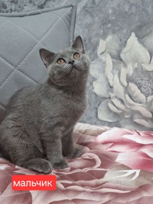 Продаются шотландские скоттиш страйт Мальчик и девочка.
