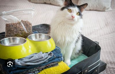 Домашняя передержка кошек