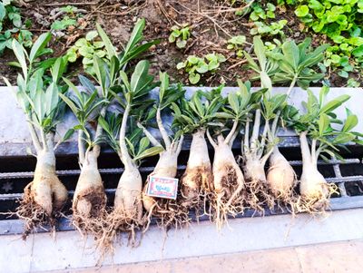 Adenium