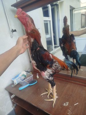 Dakan horozzzzz Horoz sotladi yeb icwi cotkii 5 kilo nari beri ves bo