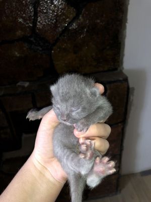 Scottish fold.