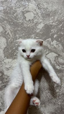 Продаются котята Мама «Скоттиш-Фолд» вислоух