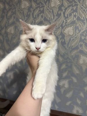 Продаётся чистокровные элитные рэгдоллы
