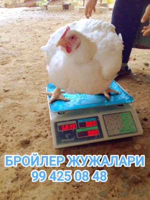 БРОЙЛЕР жужалари сотилади