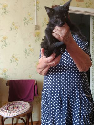 Пристраивается котёнок в добрые руки