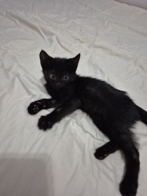 Черный котёнок 3 месяца
