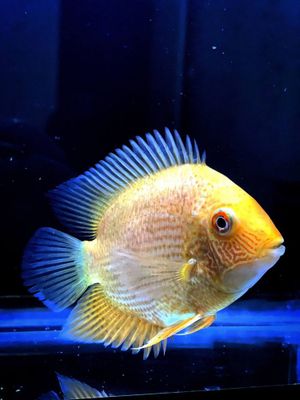 Tillo baliq Baliq Severum Cichlid 1 juft