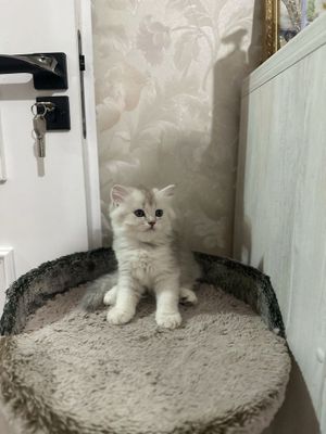 Котенок шиншилла