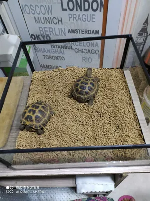 Сухапутная черепаха в комплекте. Диаметр панцера 10-12 см