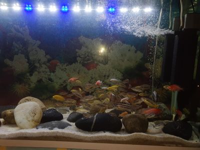 malokalra sotiladi 50 mingdan 70 mingacha 5 yolik