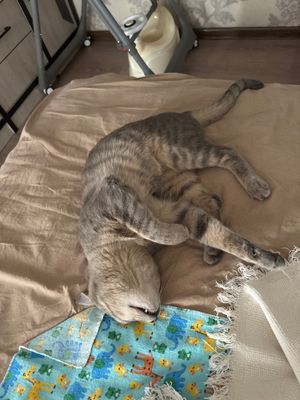 Кот Jossa