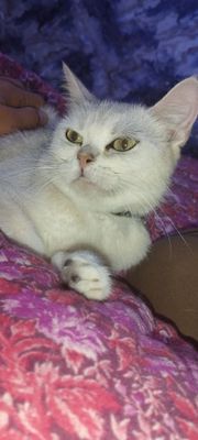 Toza Britananskiy mushuk rangi toza oq hamma joyi soppa soğ