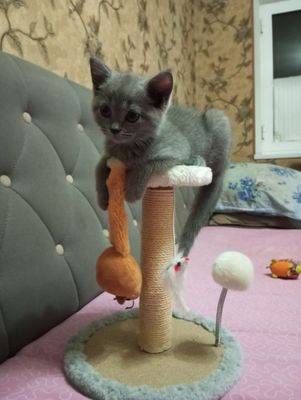 Скотиш фолд девочка