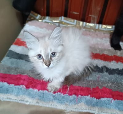 Домашний , породистый котёнок !