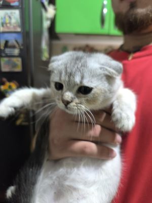 Вислоухие котчта