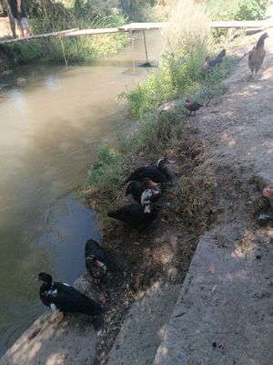 uy xayvoni ordak gozla bor