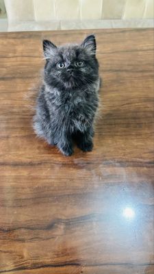 Кошка породы скоттиш страйт