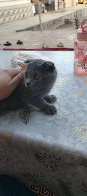 Котёнок 6 месяцев порода вислоухий