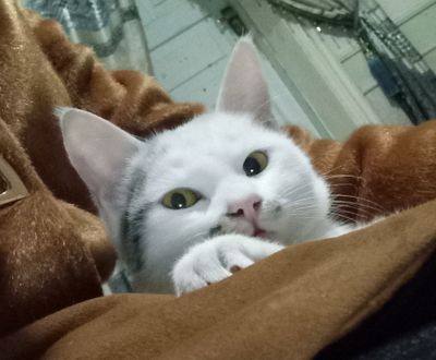 Mushuk