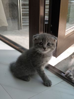 Котята породистые
