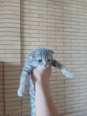 котёнки скотиш фолд