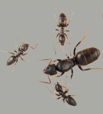 Муравьи tapinoma erraticum