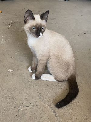 Сиямиская кошка