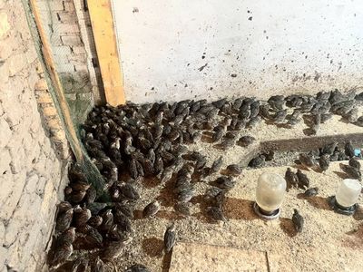 Бедона сотилади тухумга кирга