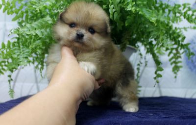 Щенки шпиц, мини девочки